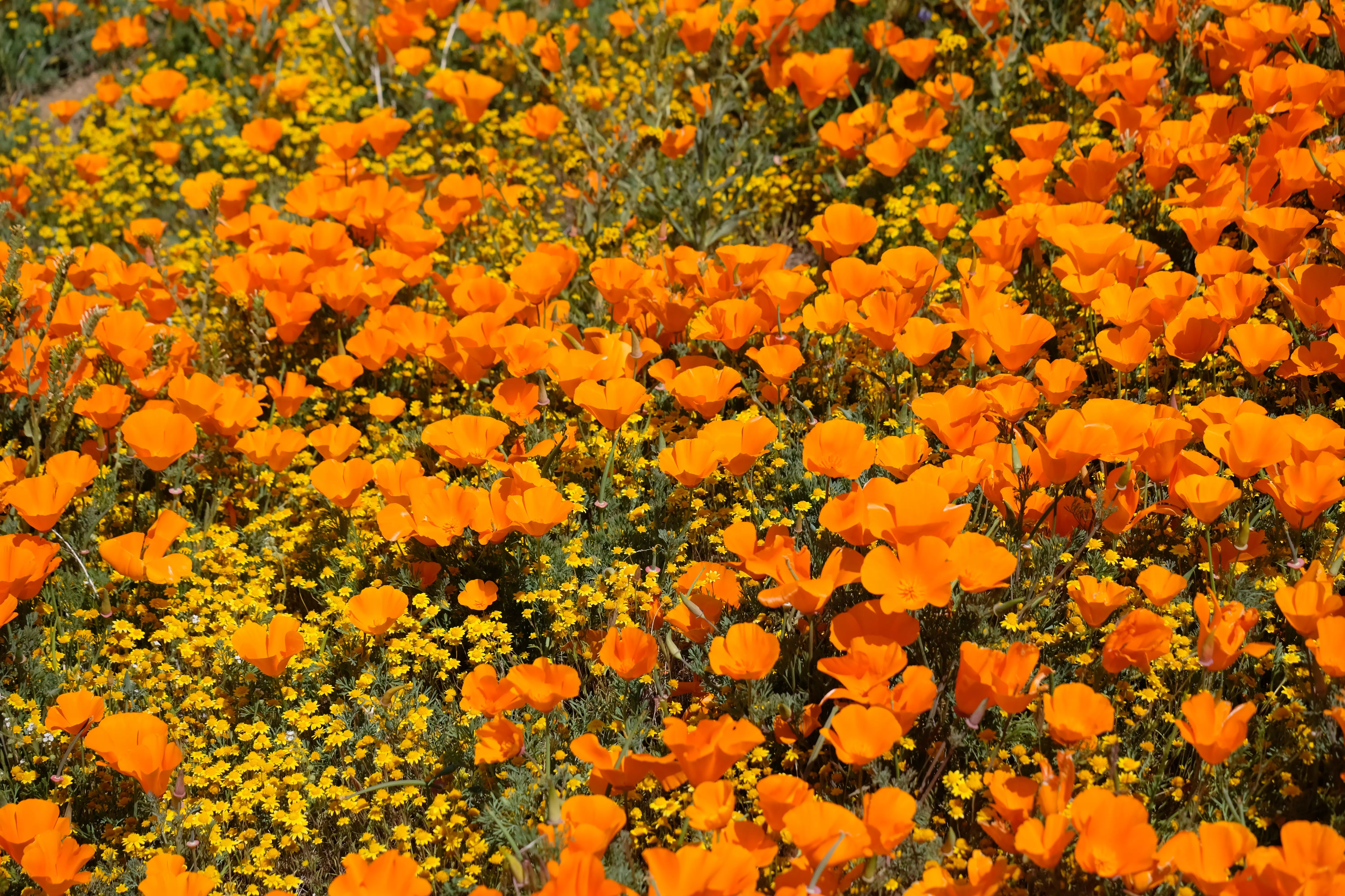 Image of California poppies in a superbloom